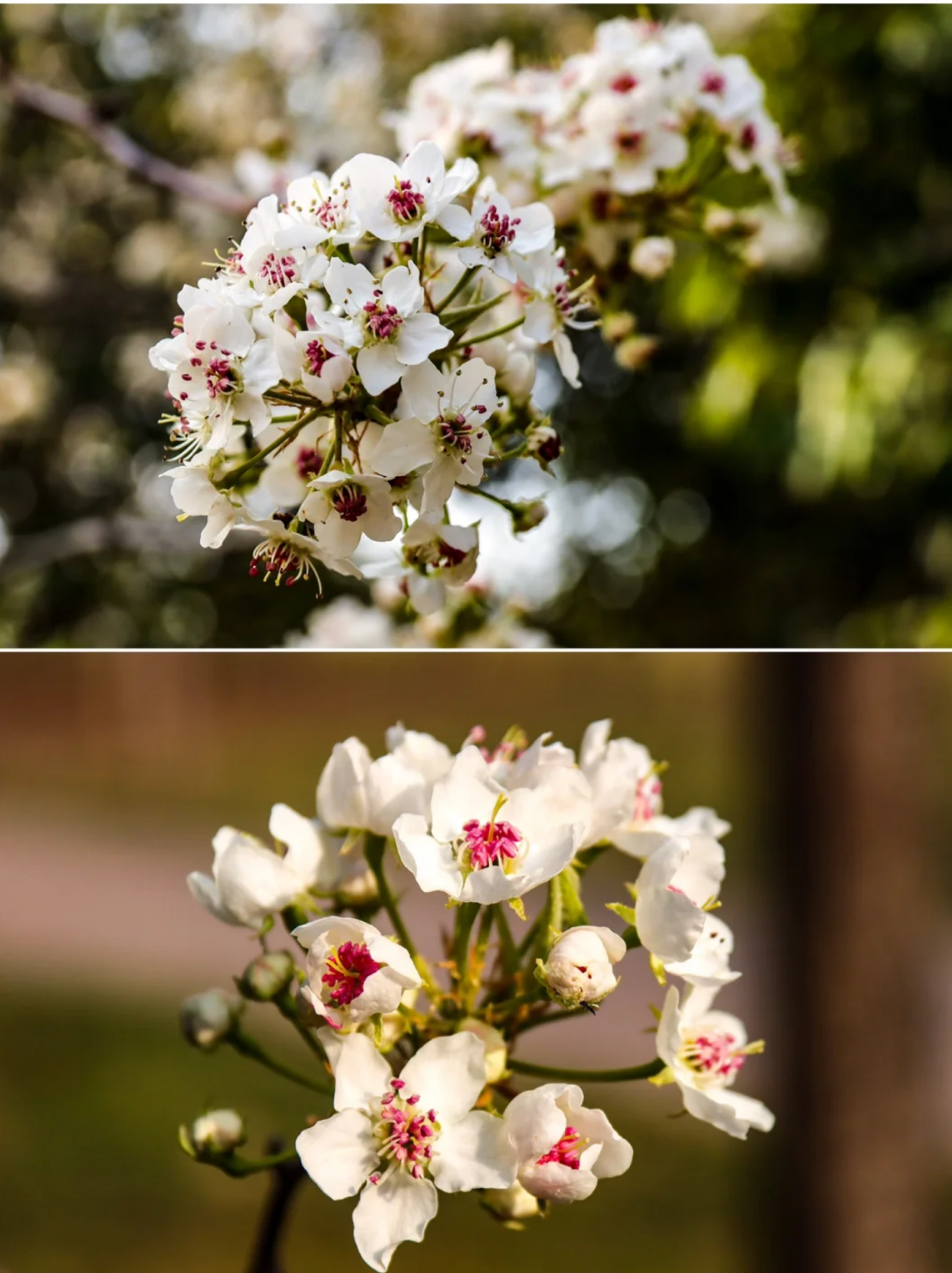 棠梨,又叫甘棠,豆梨,野梨等,在我国有着悠久的栽培历史