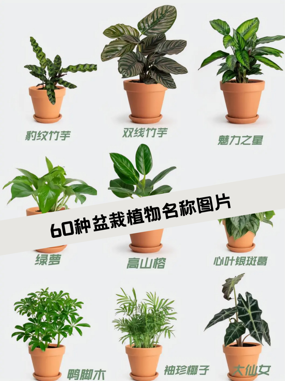 60种盆栽植物名称图片  这几天总结了60种高颜值适合室内的盆栽 基本