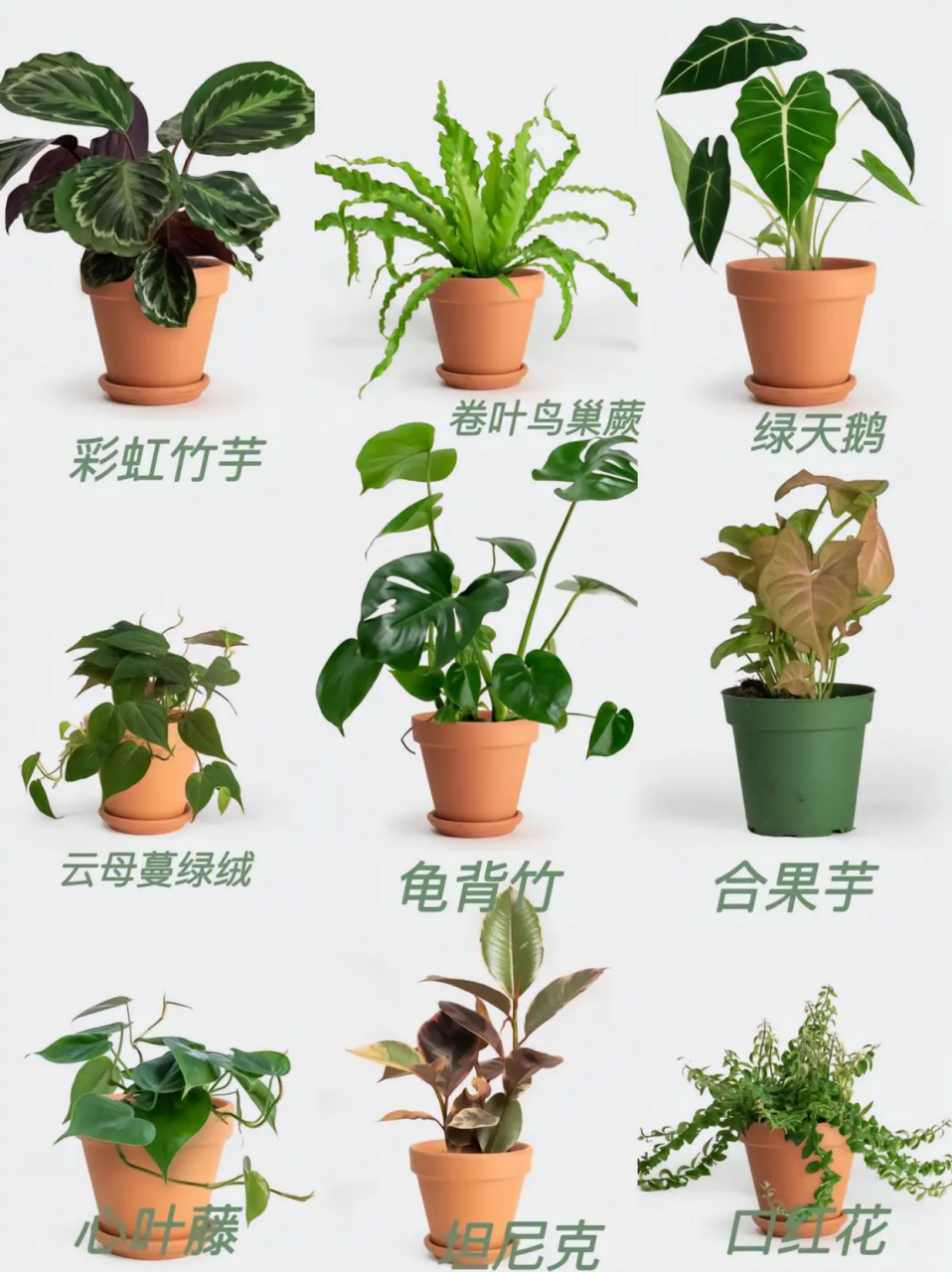 60种盆栽植物名称图片  这几天总结了60种高颜值适合室内的盆栽 基本