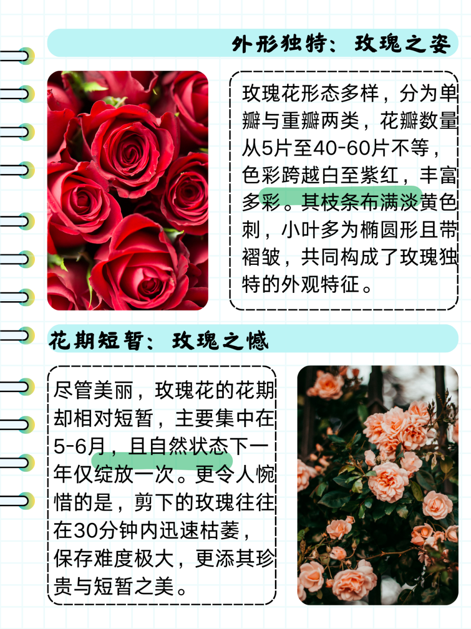 玫瑰花有哪些特点  说到玫瑰花,其实每个人都知道,玫瑰很多人非常喜欢