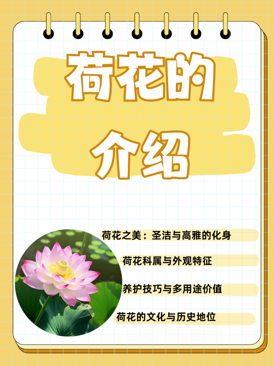 荷花的介绍  出淤泥而不染,濯清涟而不妖94每日一花,荷花:荷塘月色