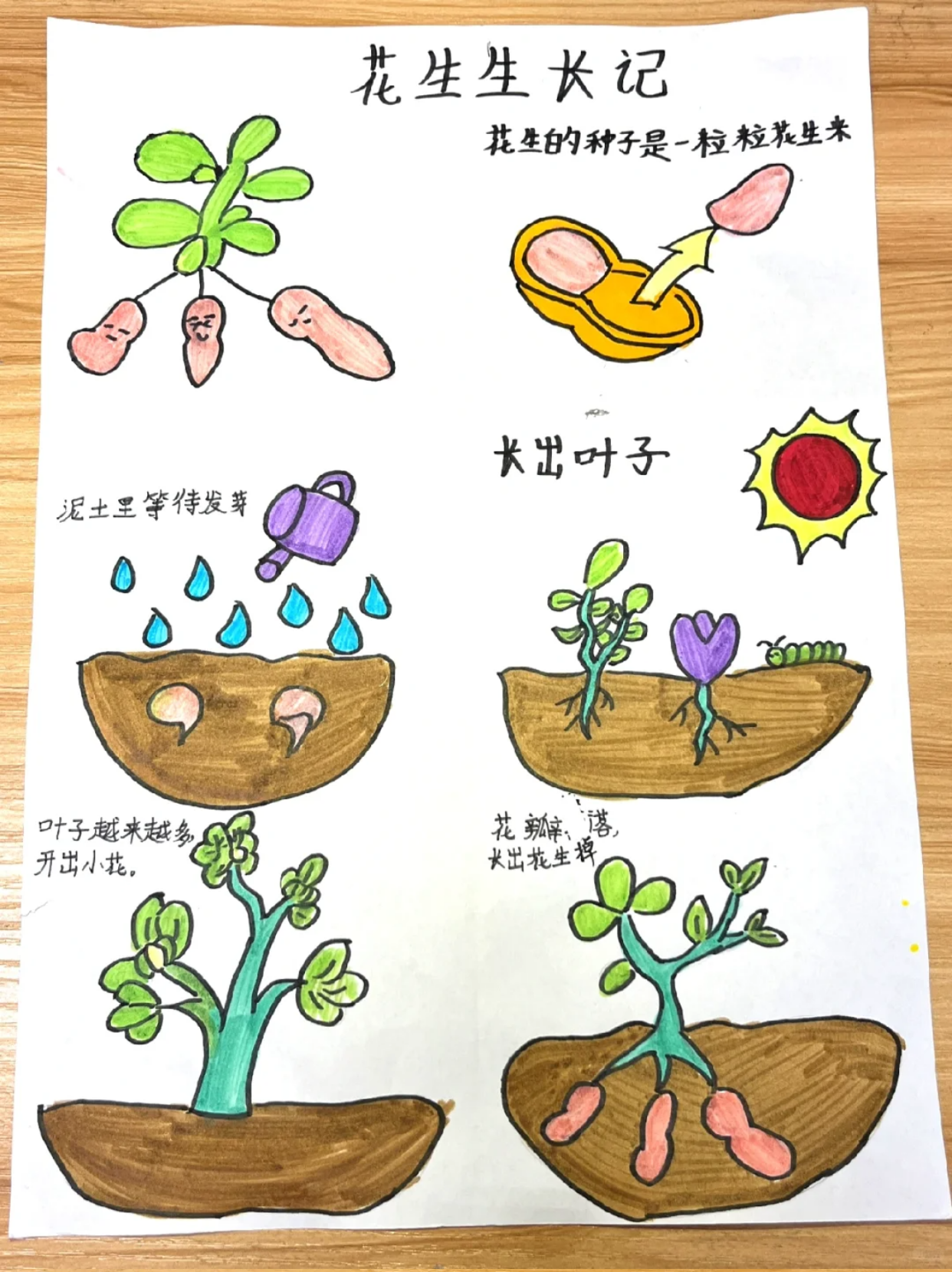 植物生长过程