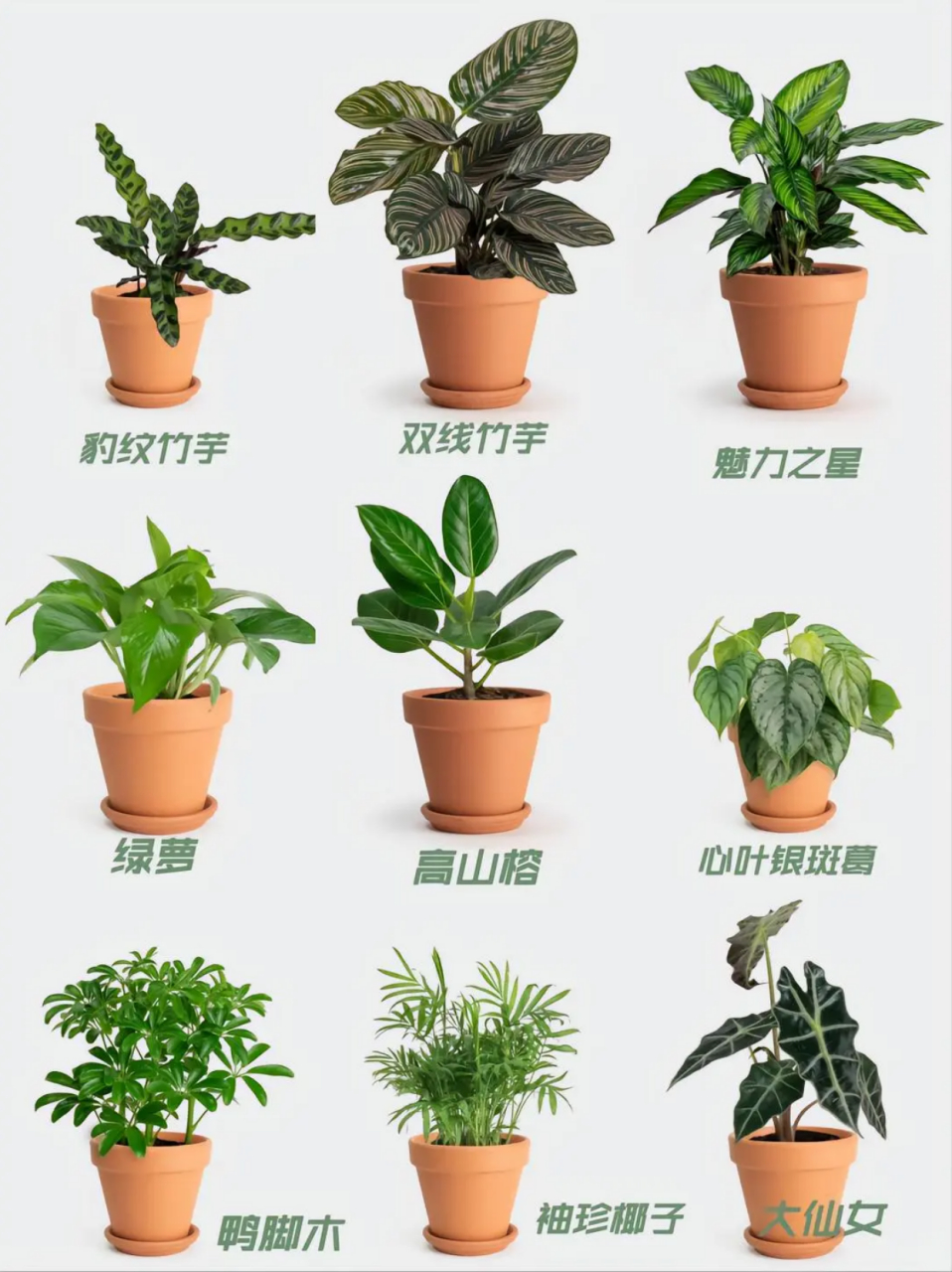 60种盆栽植物名称图片  这几天总结了60种高颜值适合室内的盆栽 基本