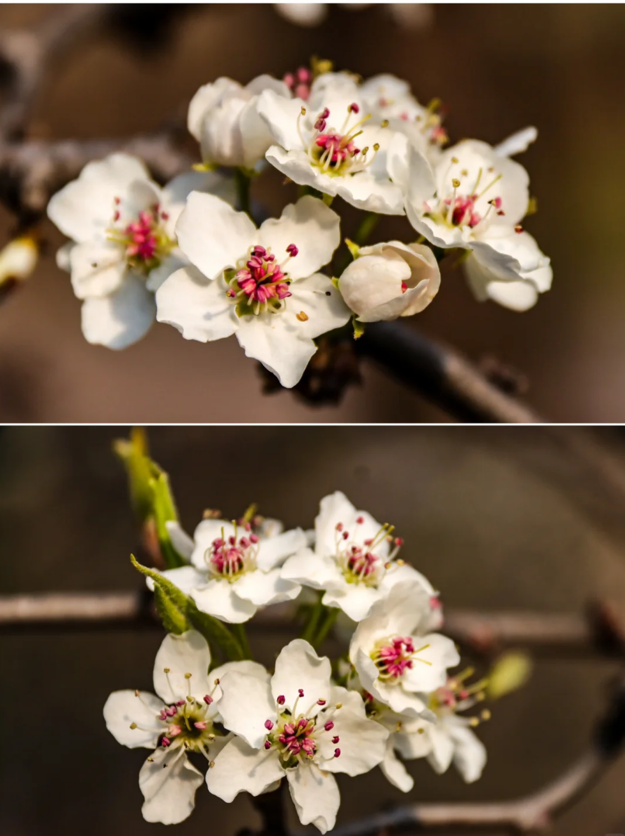 周公岛是三门峡棠梨树最多的地方,随处可见,白桥附近的银杏林那里最多