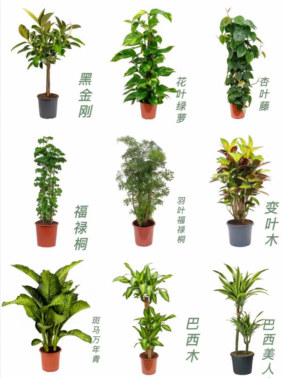 60种盆栽植物名称图片  这几天总结了60种高颜值适合室内的盆栽 基本