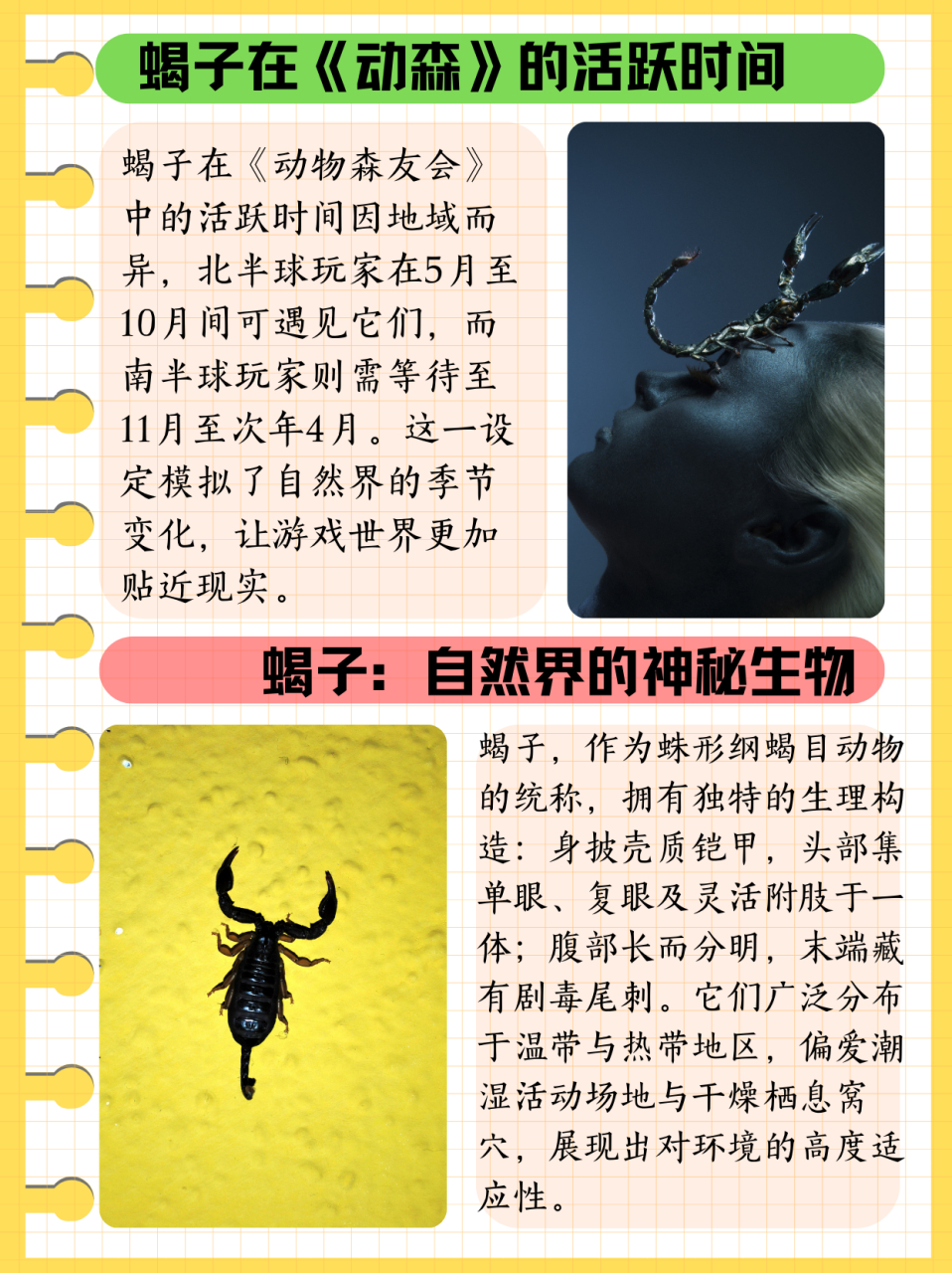 蝎子的生活环境及特点  97动森里面蝎子的活跃时间,在北半球是5月到