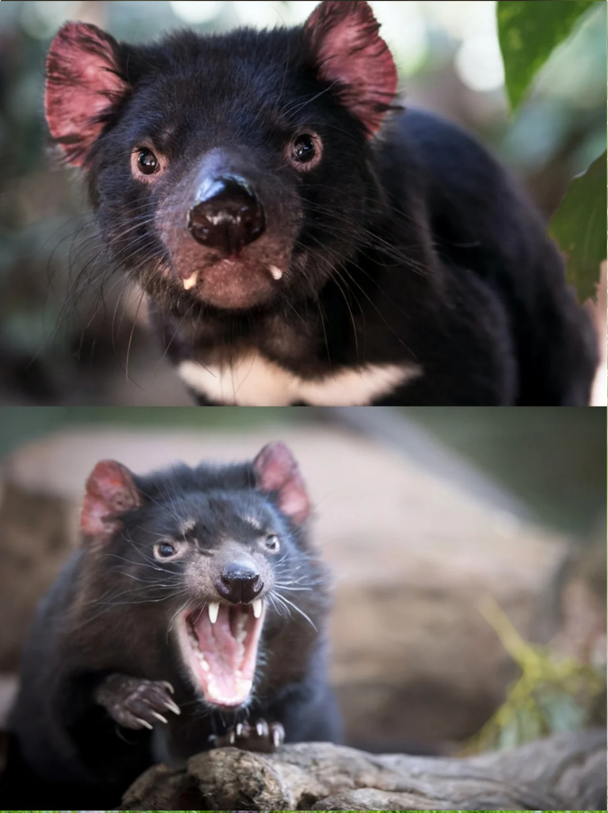 袋獾:表面人畜无害绰号塔斯马尼亚魔鬼 袋獾是最大的肉食性有袋动物