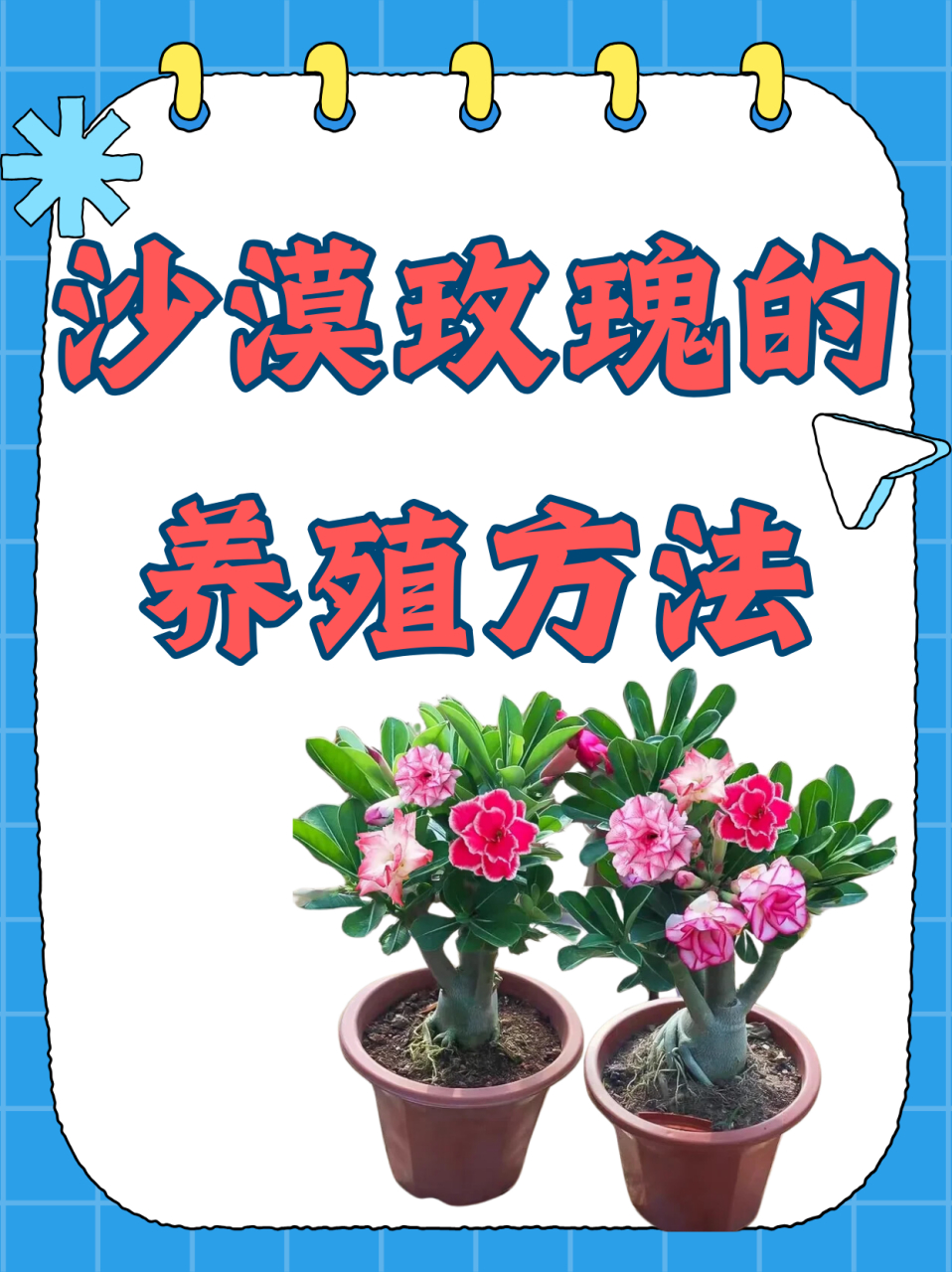 玫瑰花的种植方式图片