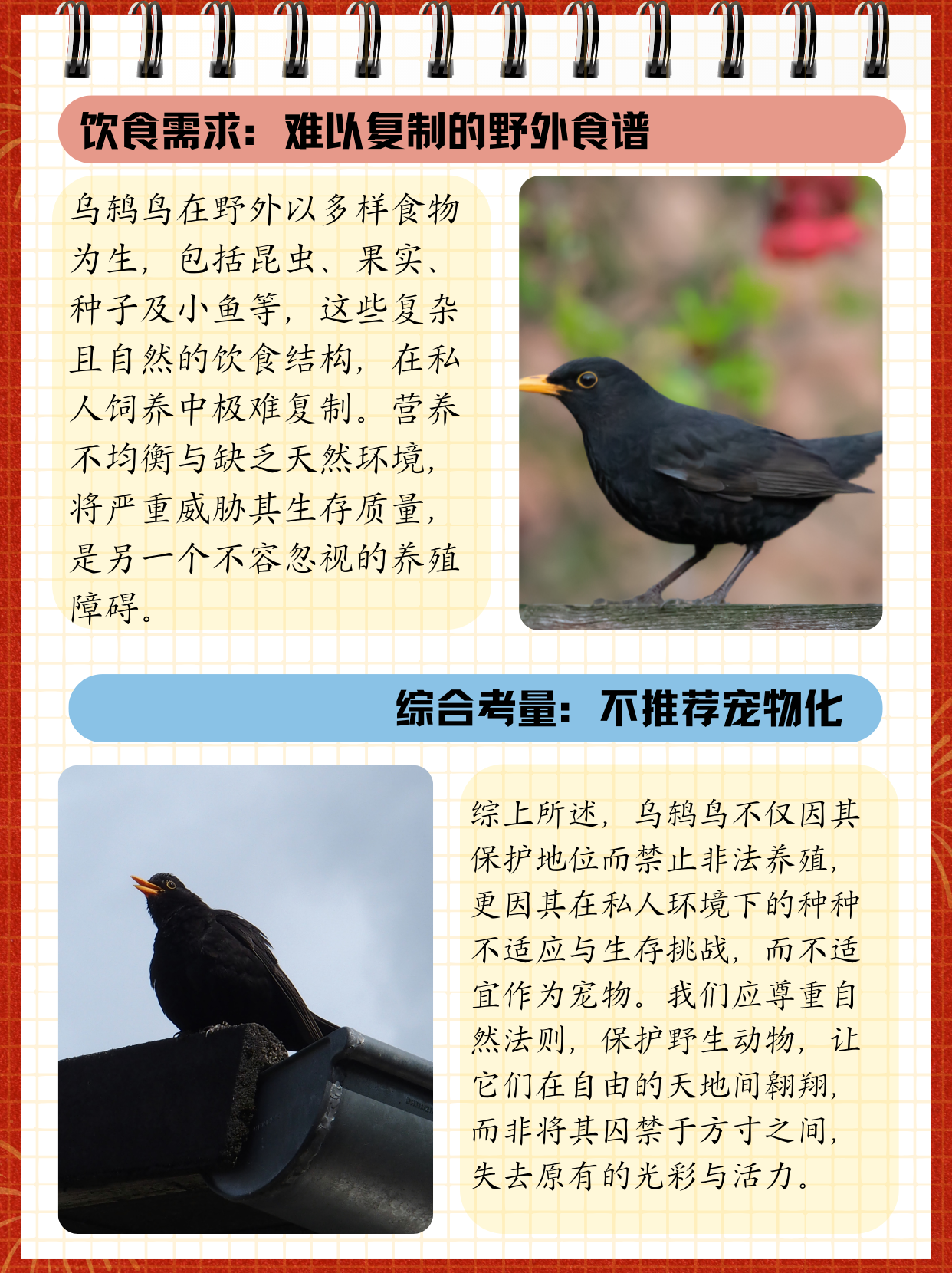 乌鸫鸟为什么不能养  乌鸫鸟是一种非常美丽的野生鸟类,因其色彩鲜艳