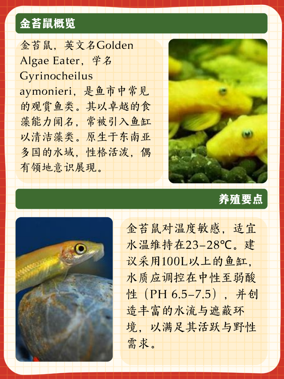 金苔鼠  英文名:golden algae eater 学名:gyrino
