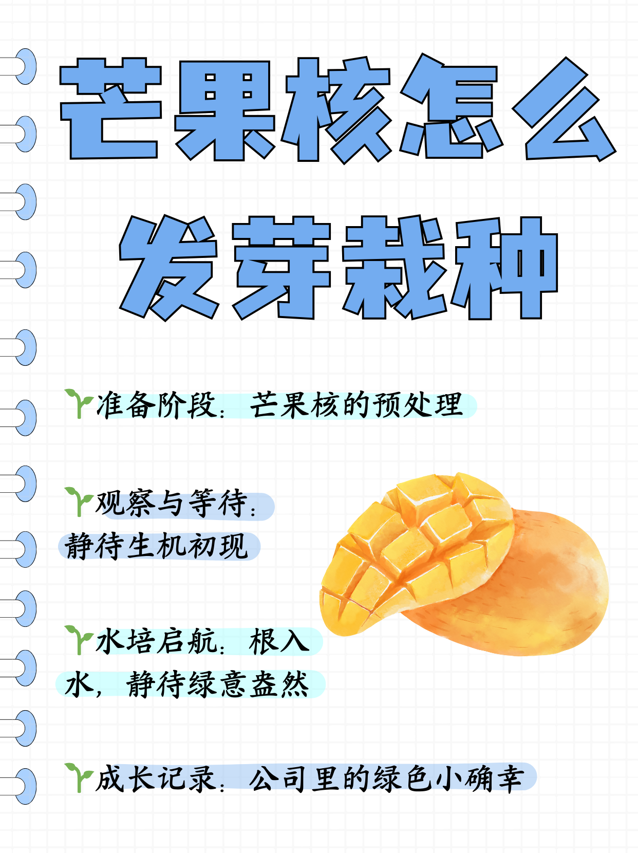 水培步骤  芒果核洗干净放一晚晾干 从侧面剪开芒果核,取出种子,扒皮