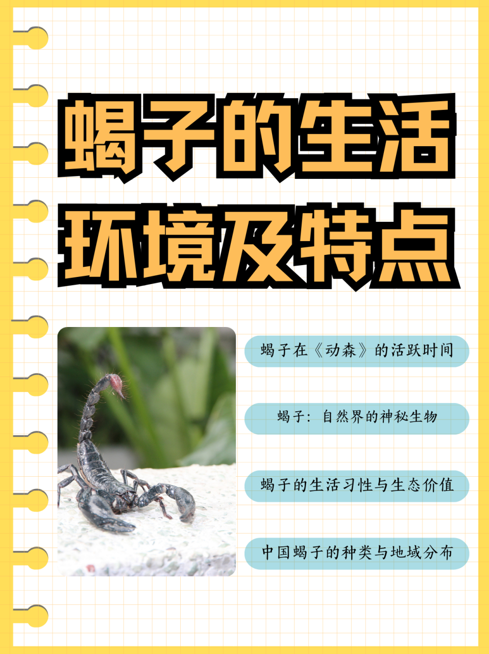 蝎子的生活环境及特点  97动森里面蝎子的活跃时间,在北半球是5月到