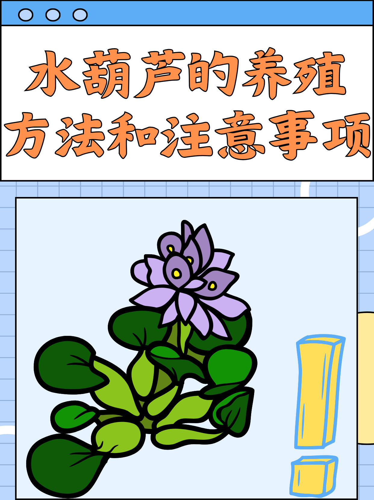 水葫芦的养殖方法和注意事项