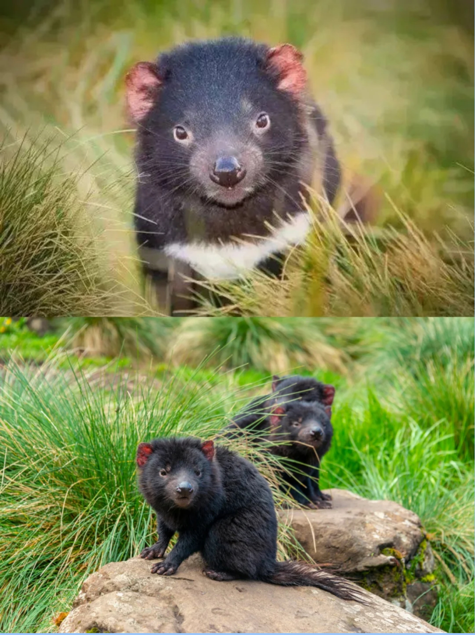 獾长什么样子图片  袋獾:表面人畜无害95绰号塔斯马尼亚魔鬼 94