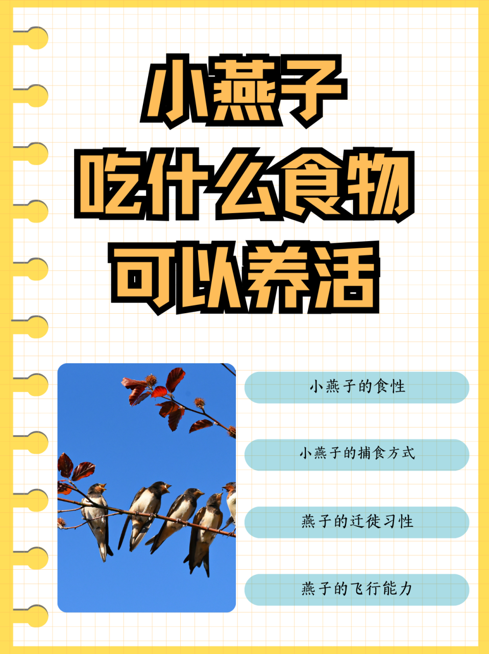 小燕子吃什么食物可以养活  小燕子吃蚊,蝇等昆虫可以养活.