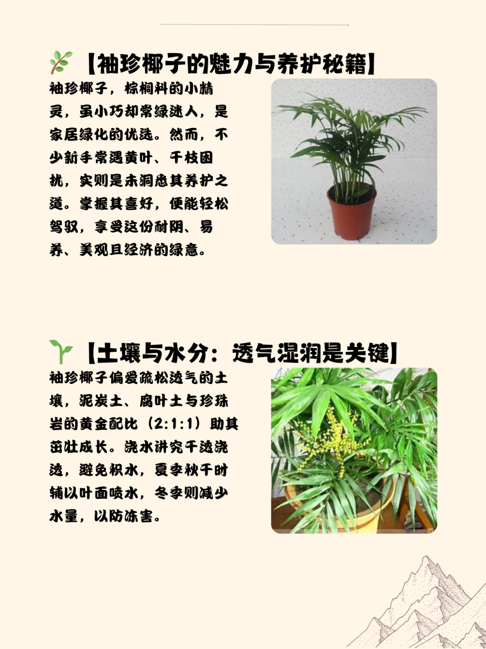 袖珍椰子繁殖方法图片