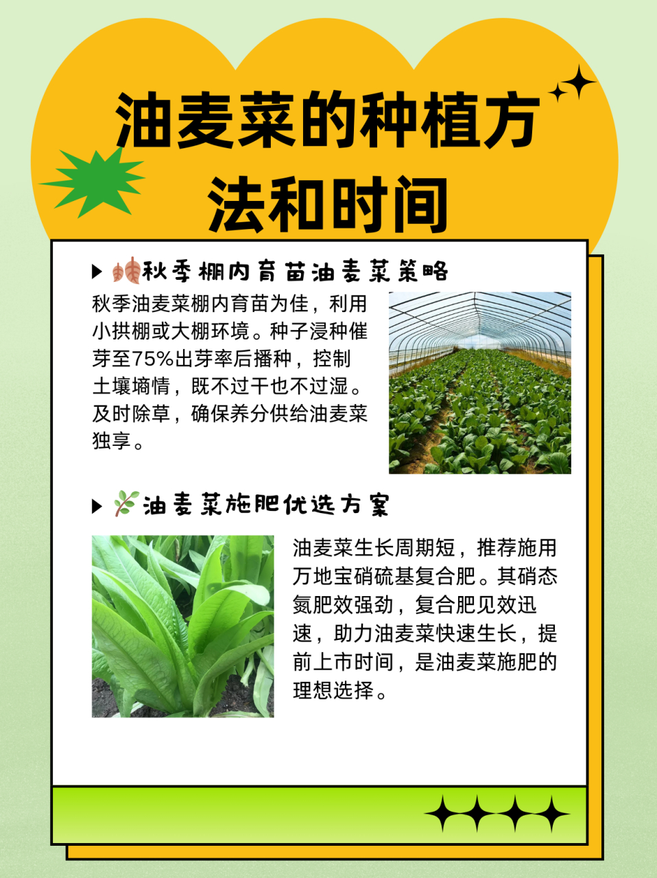 油麦菜简介图片