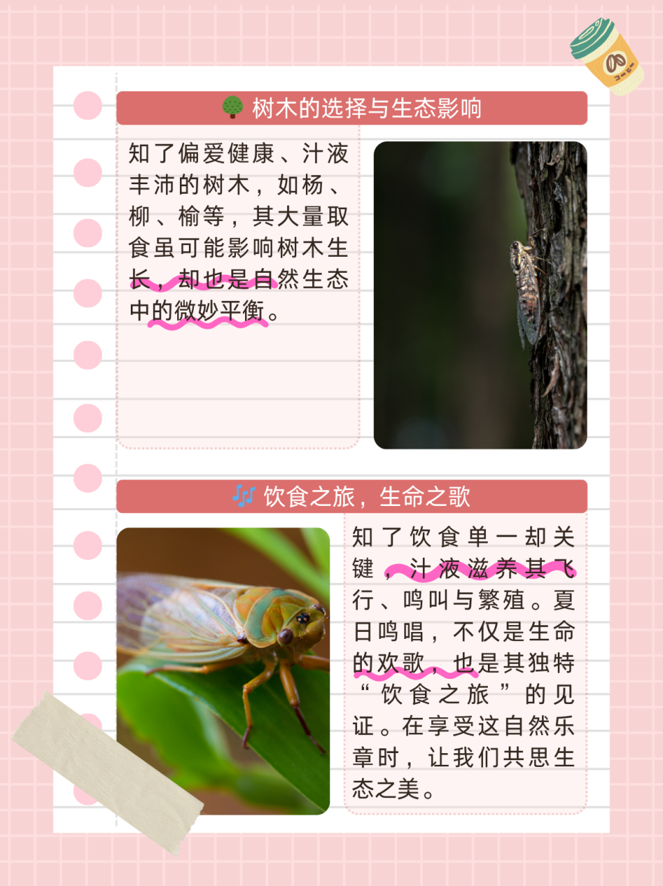 知了吃什么  知了的一生可以分为卵,幼虫和成虫三个阶段.