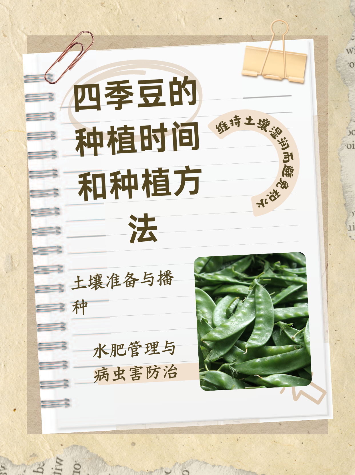 四季豆的种植时间和种植方法