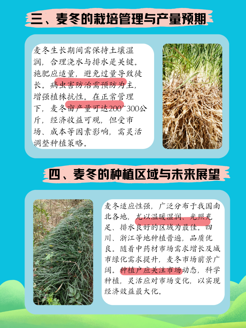 沿阶草怎么养图片