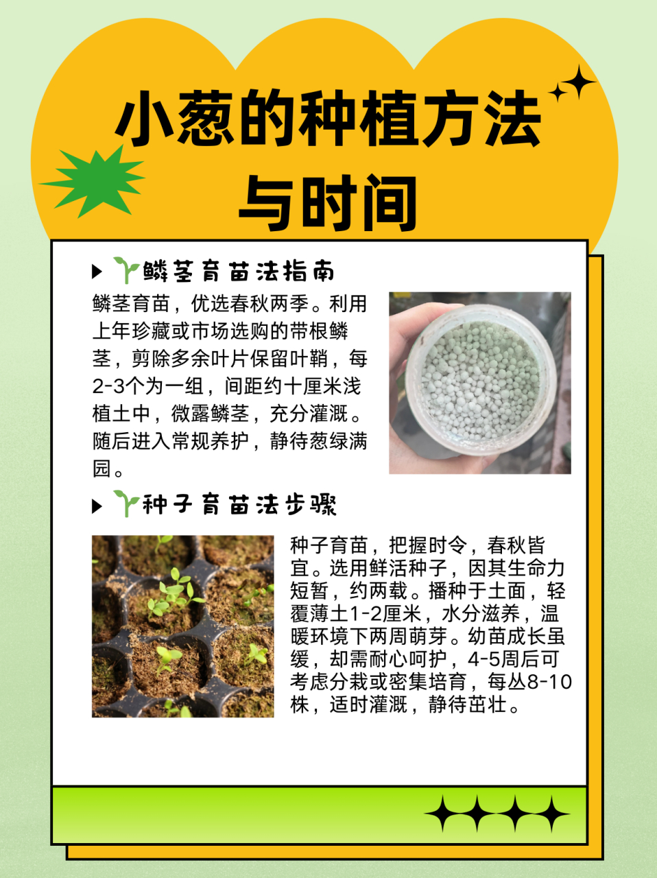 毛葱种植方法图片