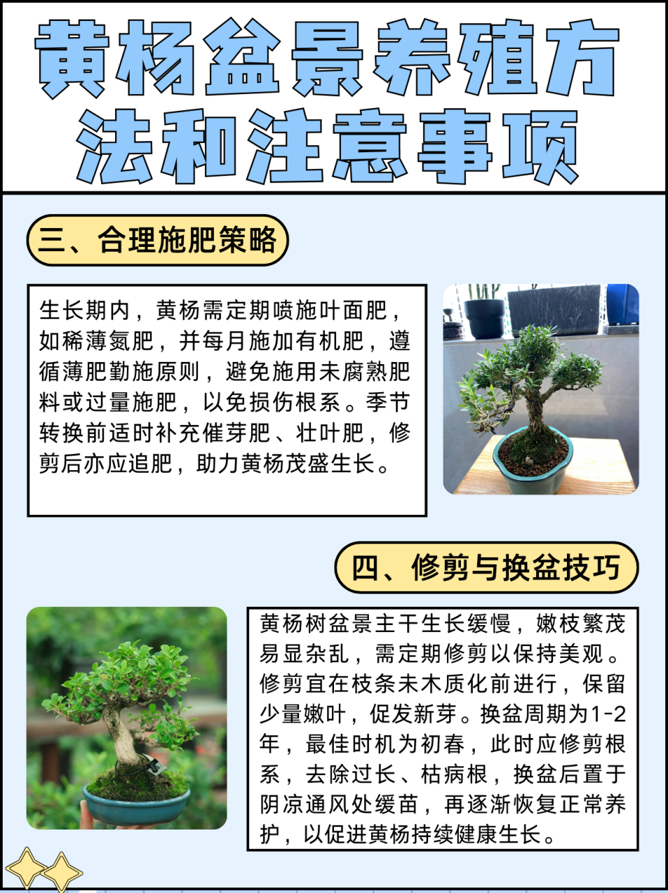 黄杨盆景养殖方法和注意事项  ♡土壤 黄杨耐碱性较