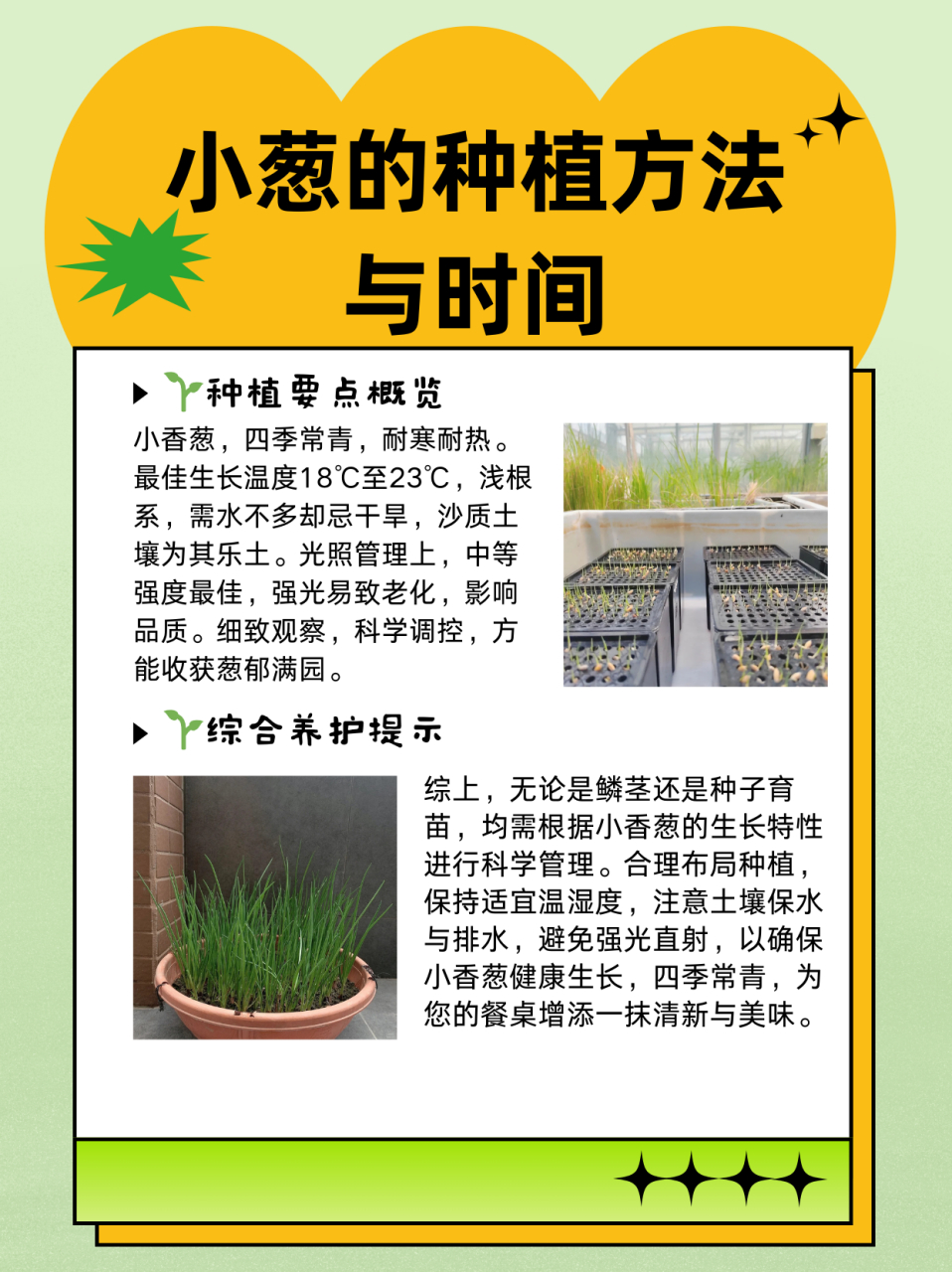 小葱的种植方法与时间  具体栽培时有两种方法,其中鳞茎育苗法,常在45