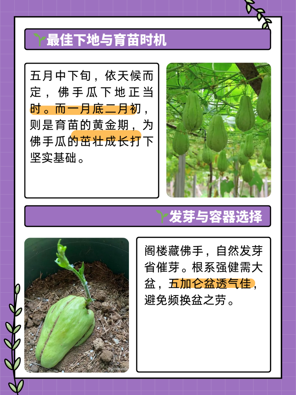 佛手瓜花盆种植方法图片