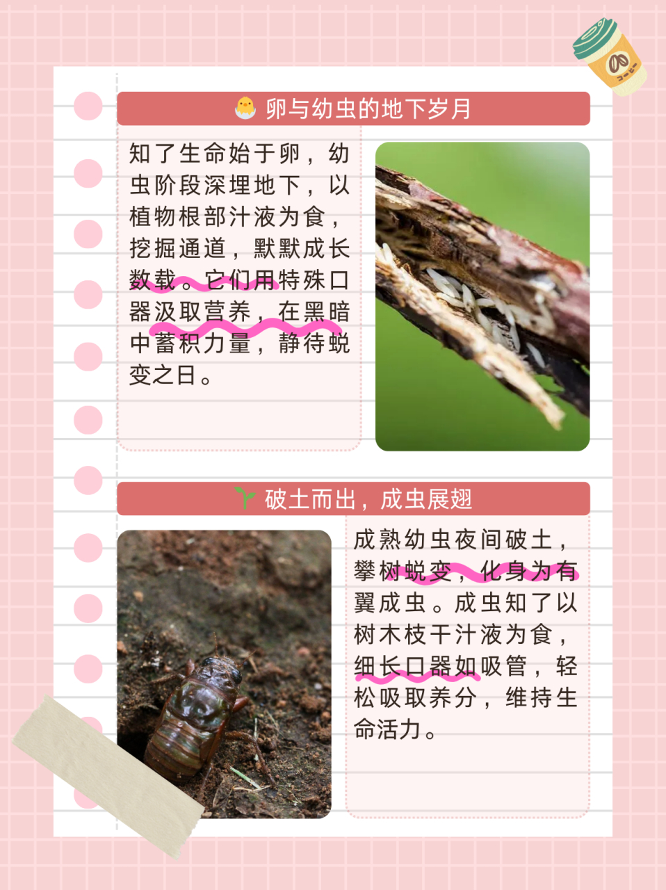 知了吃什么  知了的一生可以分为卵,幼虫和成虫三个阶段.