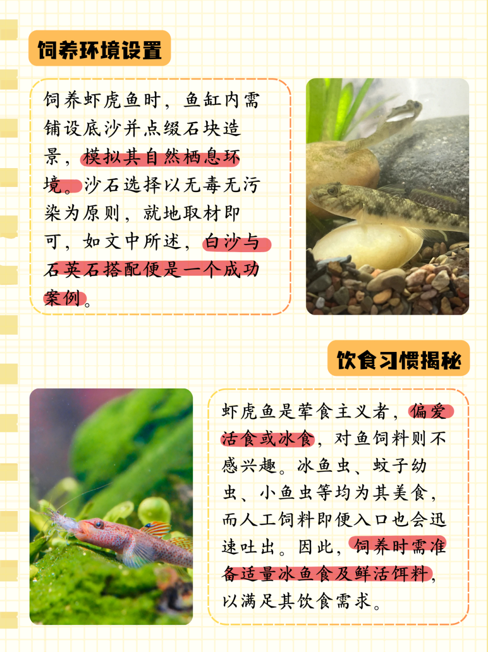 虾虎鱼吃什么  饲养虾虎鱼,无论从它们的习性,情绪稳定,状态,发色