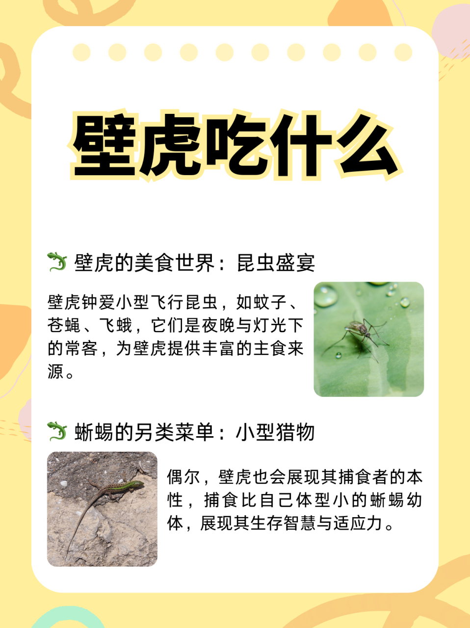 一,昆虫类 小型飞行昆虫:壁虎非常喜欢吃蚊子,苍蝇,飞蛾等小型飞行