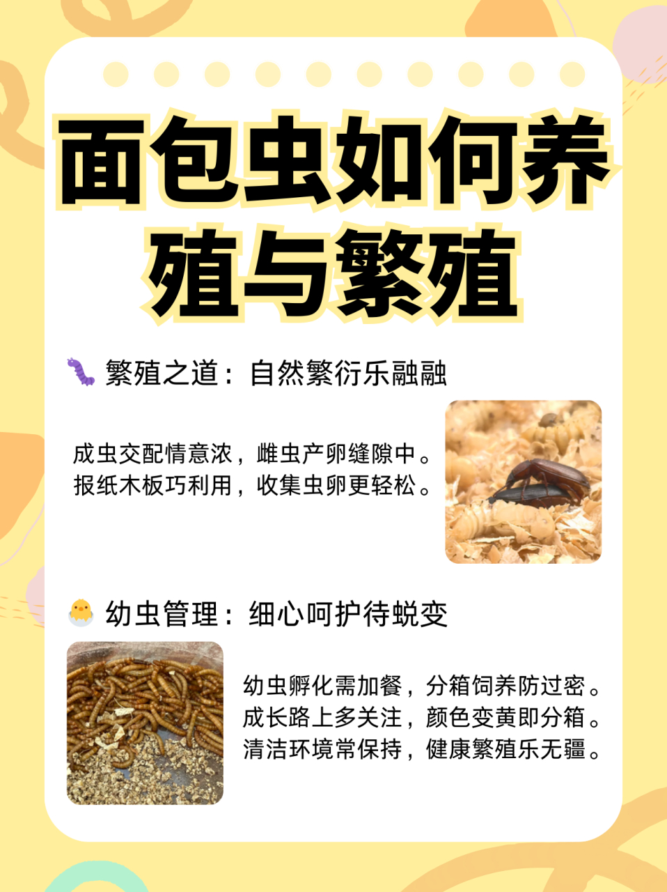 面包虫进化过程图片