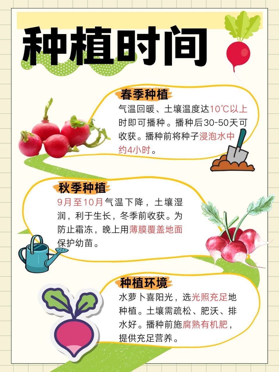 去年我心血来潮,在阳台上尝试种了水萝卜.