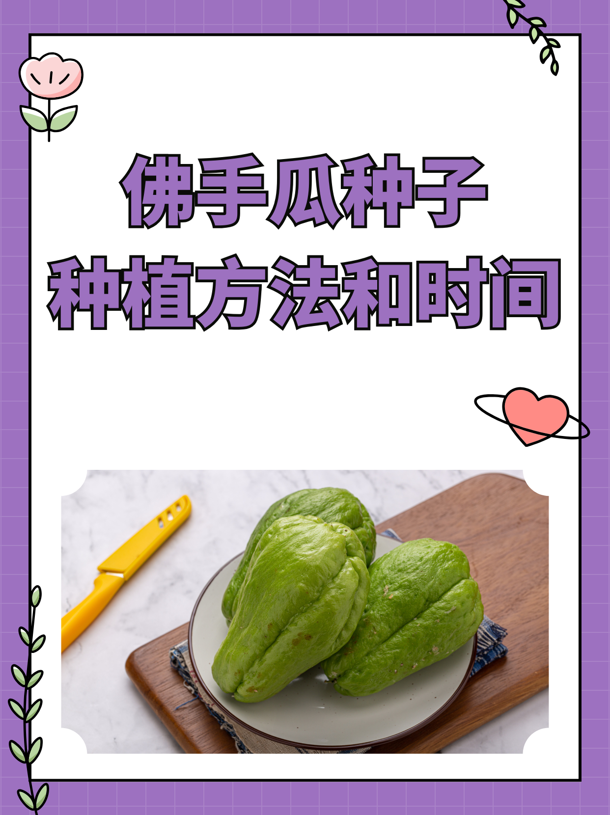 佛手瓜花盆种植方法图片