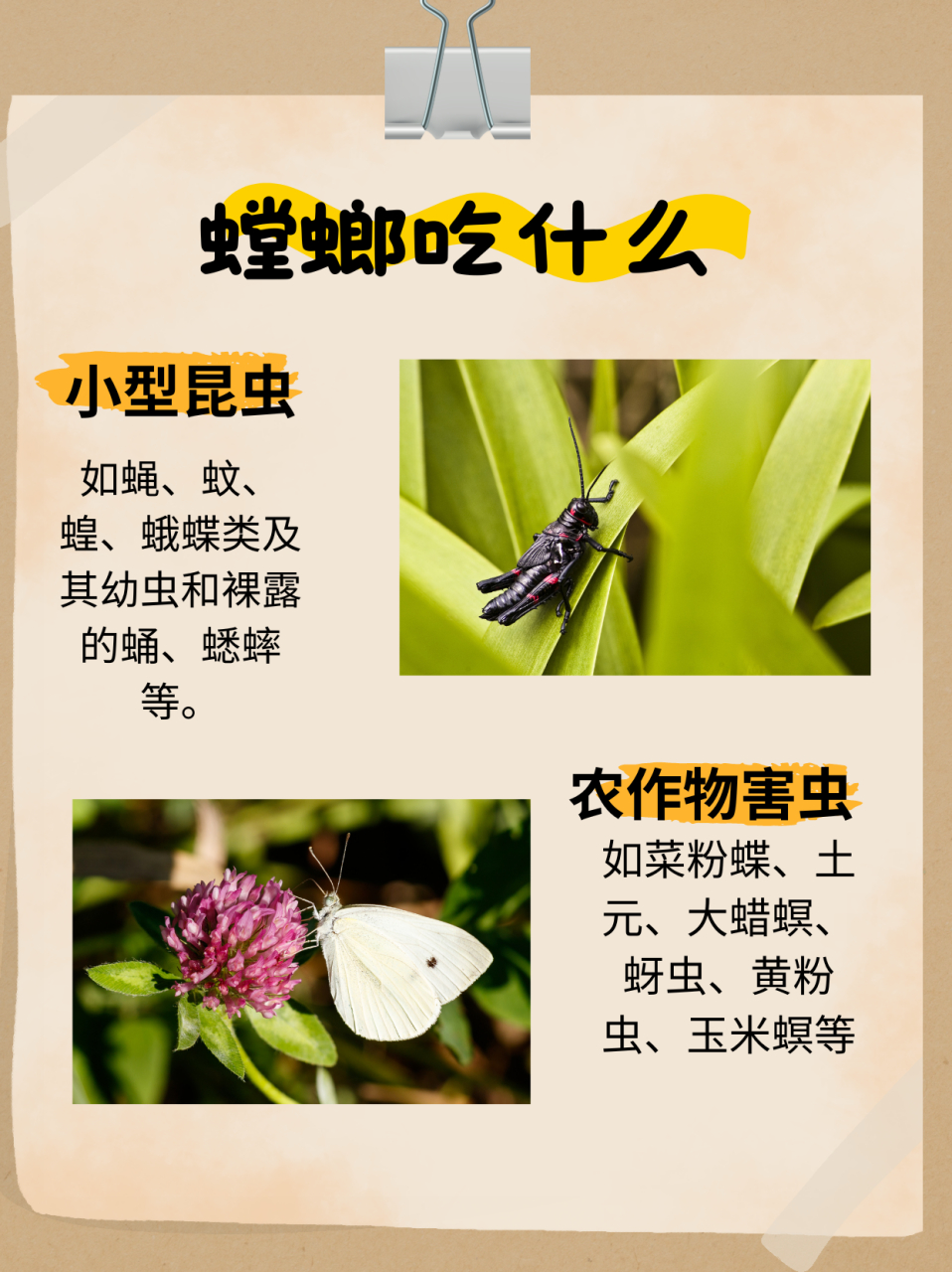 螳螂吃什么  螳螂主要吃各类小型昆虫,比如:蚜虫,果蝇,菜虫,蟑螂,飞蛾