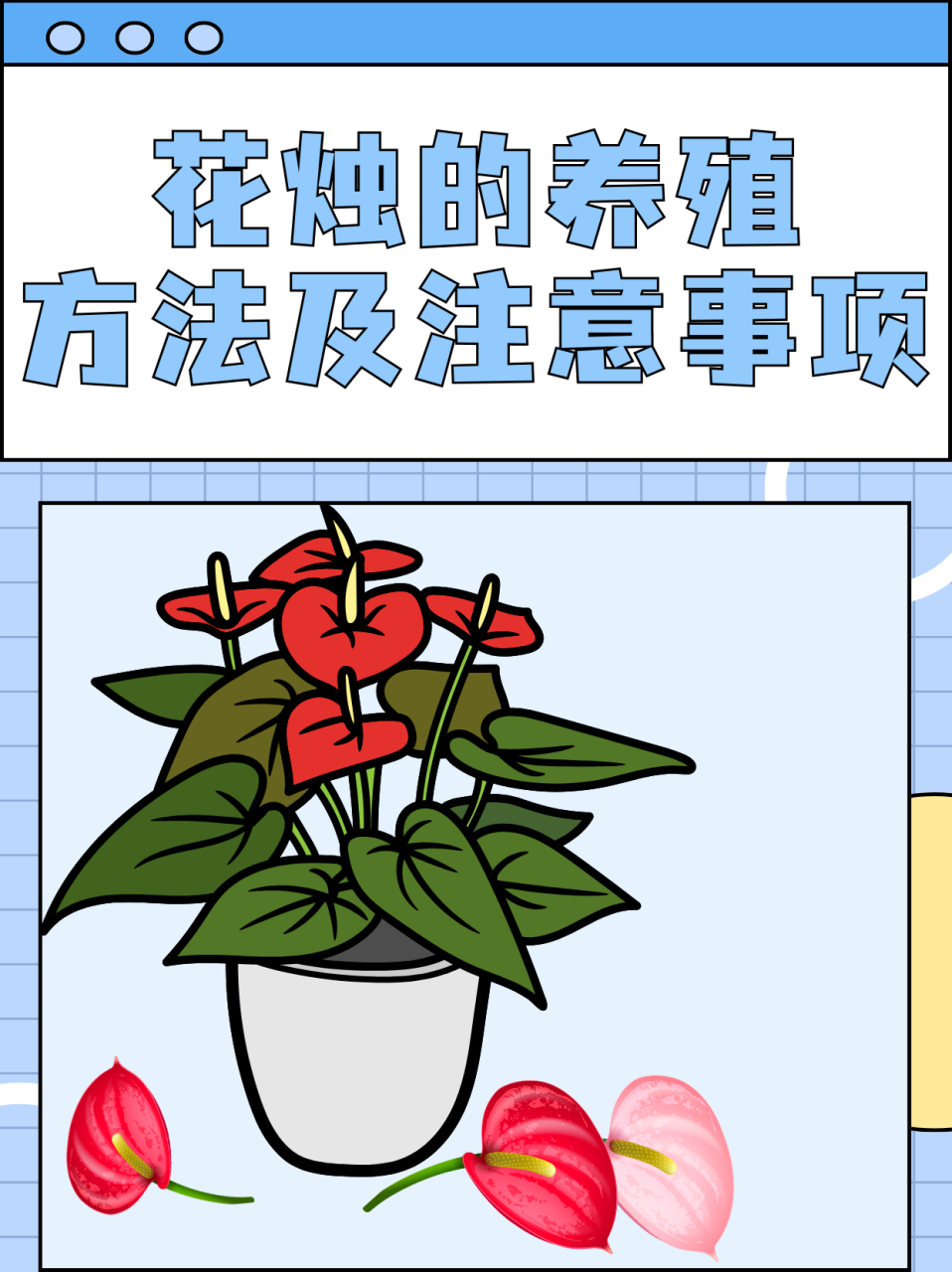 花烛的养殖方法及注意事项  花烛是多年生常绿草本植物,也称作红掌,是