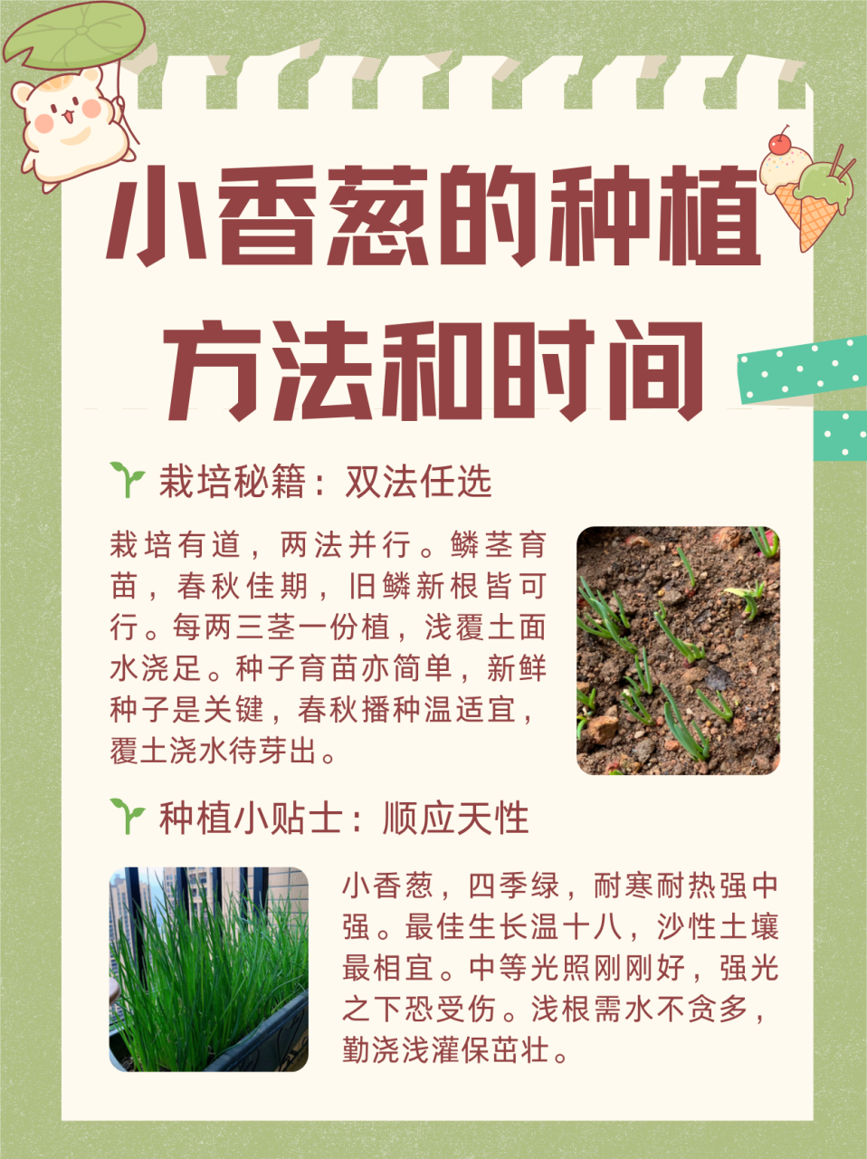 盆栽小香葱的种植方法图片