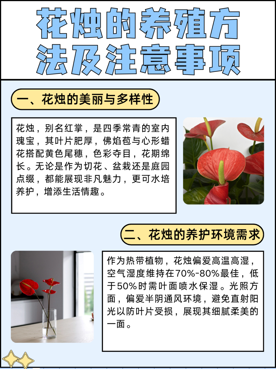 花烛的养殖方法及注意事项  花烛是多年生常绿草本植物,也称作红掌,是