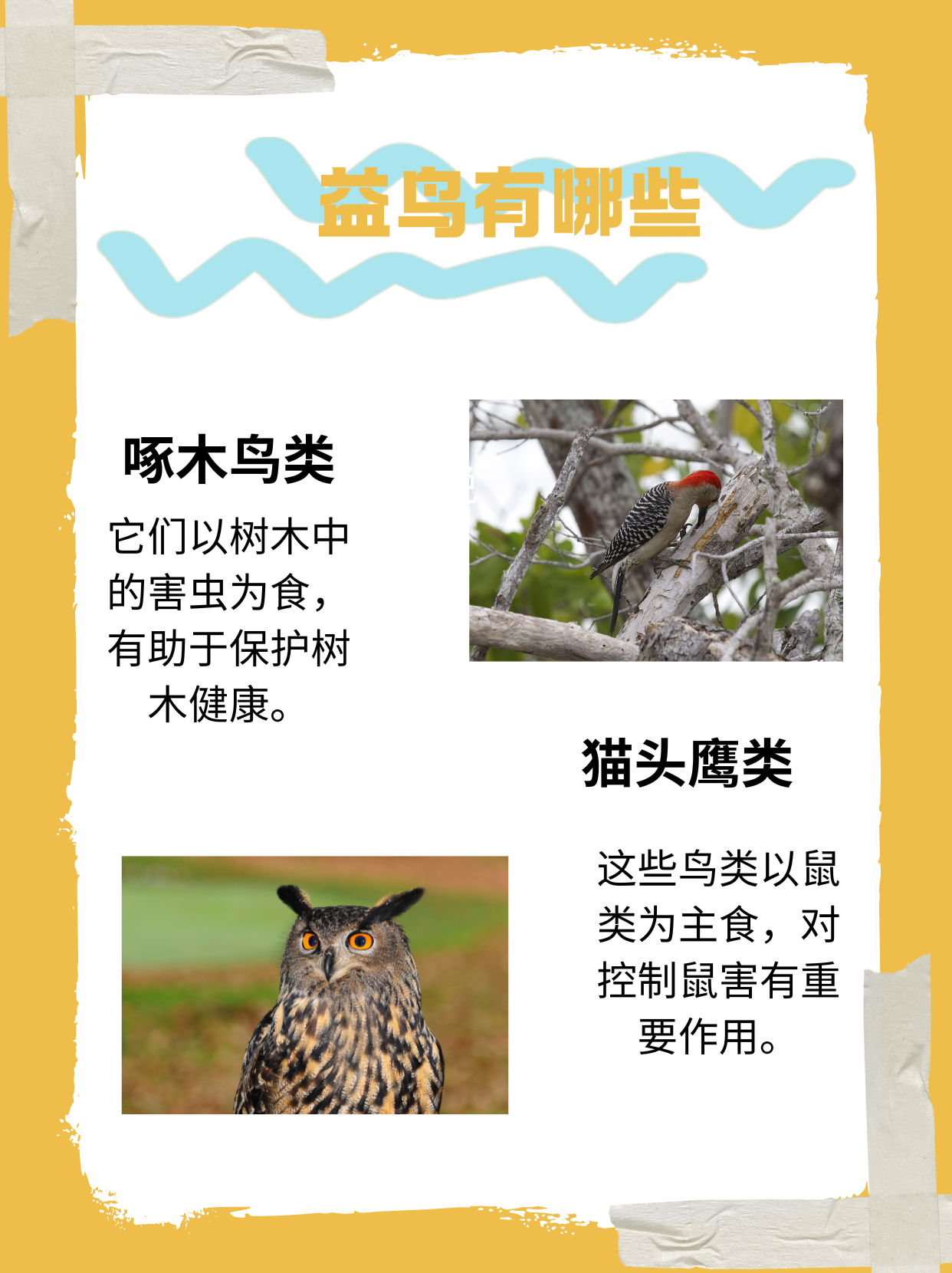 益鸟有哪些  大自然中有很多益鸟,益鸟是指能捕食害虫,害兽,直接或