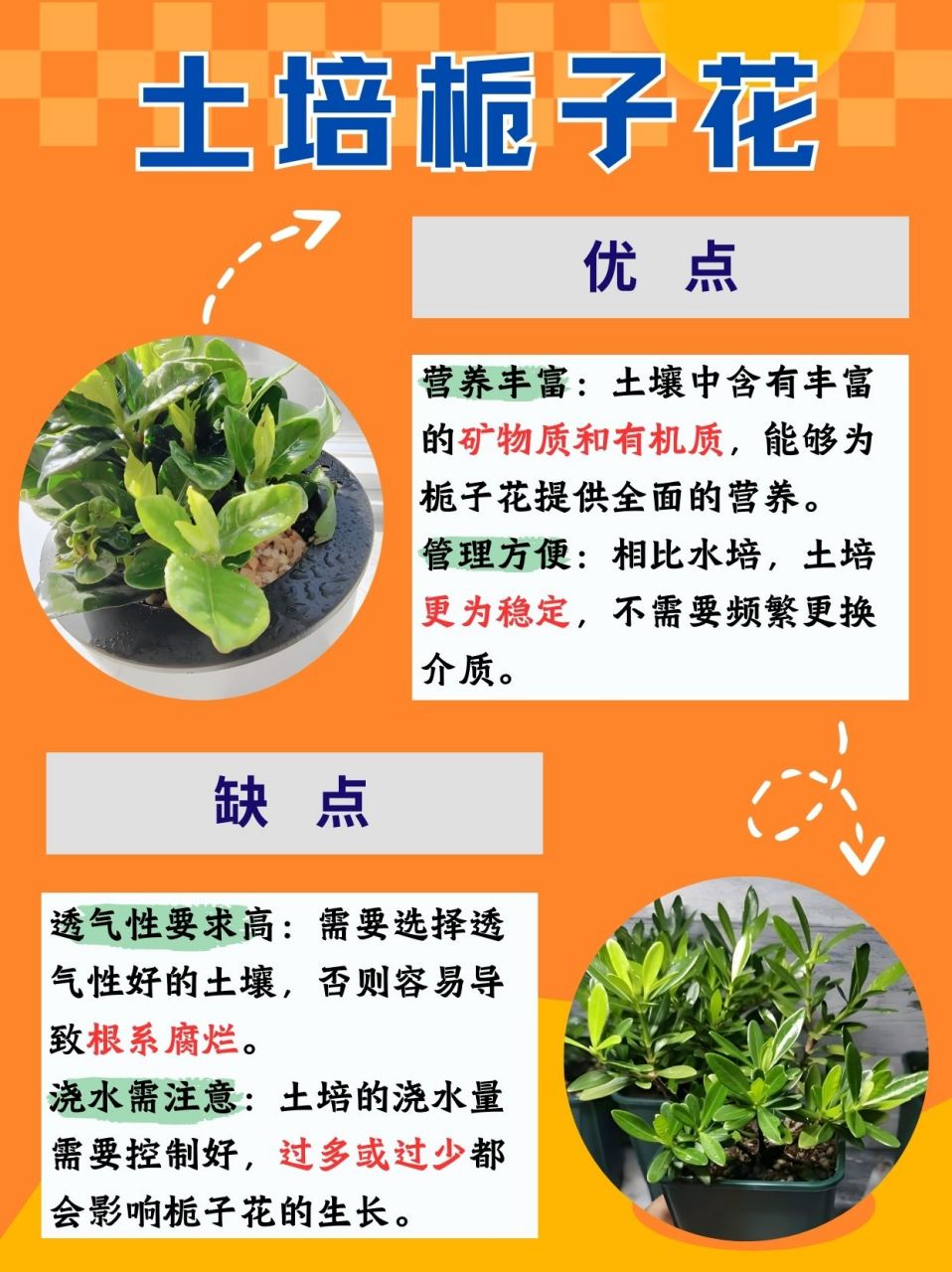 怎样养栀子花图片