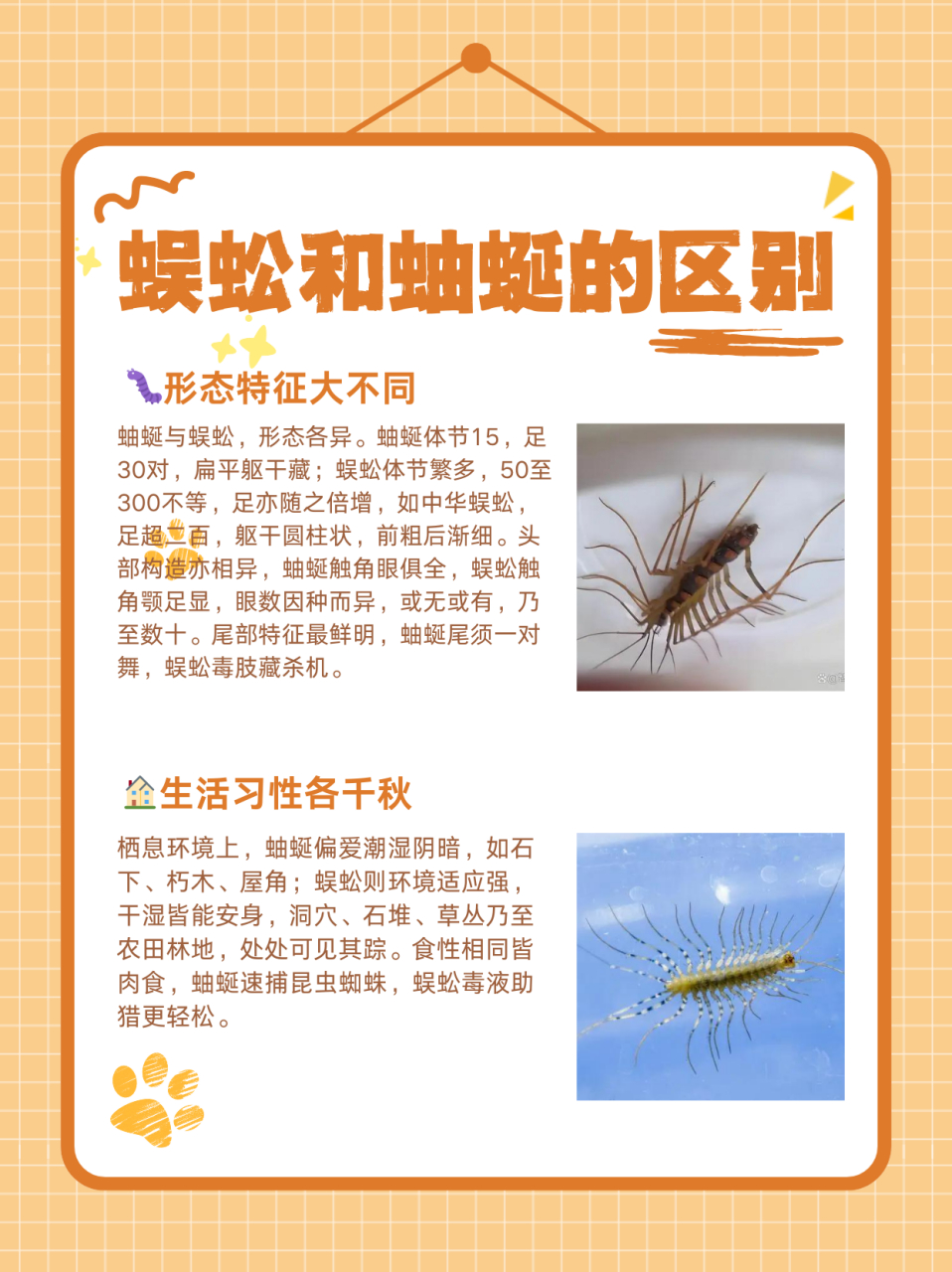 蜈蚣和蚰蜒的区别  一,形态特征 体节和脚数: 蚰蜒的身体由15个体节