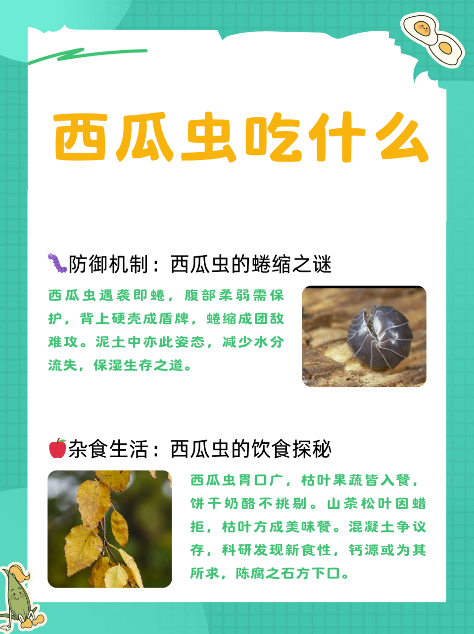 西瓜虫吃什么  西瓜虫为什么要蜷成球?