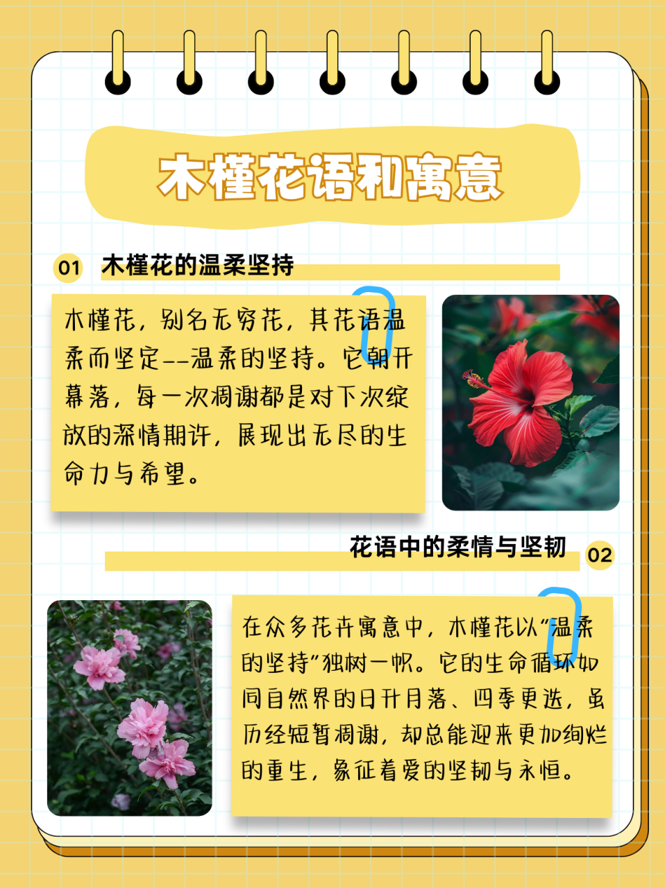 杉木花的花语图片