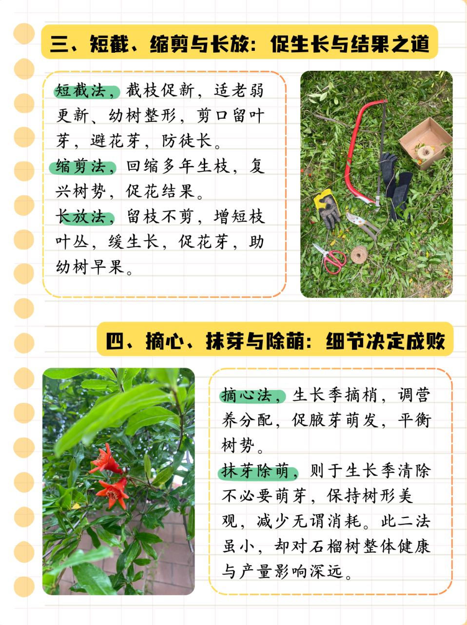 石榴树修剪时间和方法  一,修剪时间 石榴树的修剪可以在一年四季中的