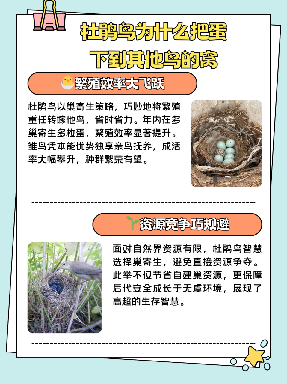 杜鹃鸟为什么把蛋下到其他鸟的窝  一,提高繁殖效率 杜鹃鸟通过巢寄生