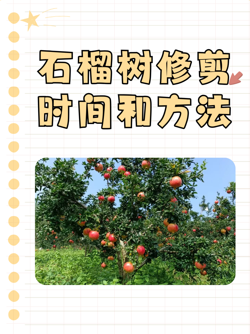 石榴树修剪时间和方法  一,修剪时间 石榴树的修剪可以在一年四季中的