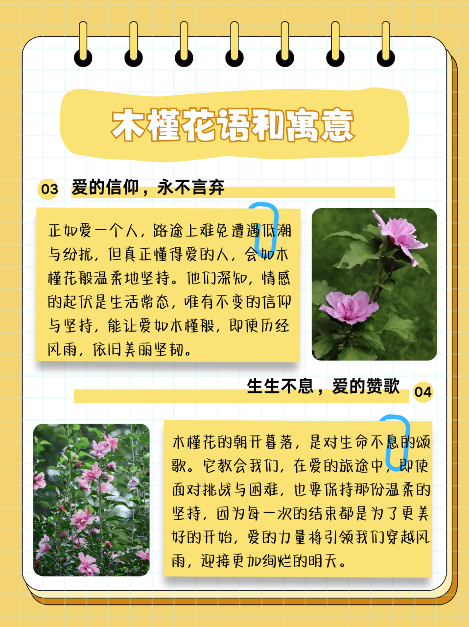 木槿花语和寓意  木槿花,也叫无穷花.木槿花的花语是:温柔的坚持.