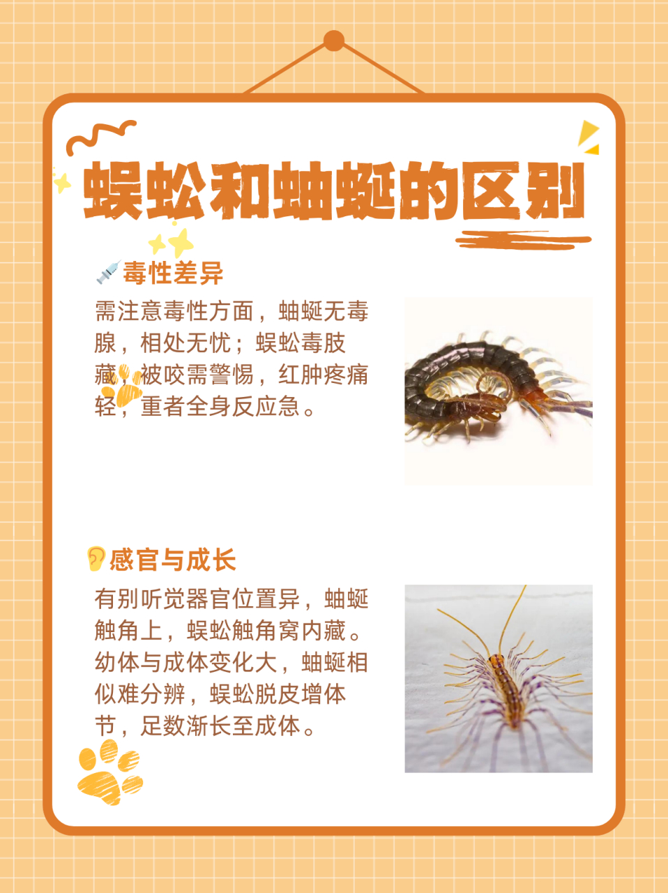蜈蚣和蚰蜒的区别  一,形态特征 体节和脚数: 蚰蜒的身体由15个体节