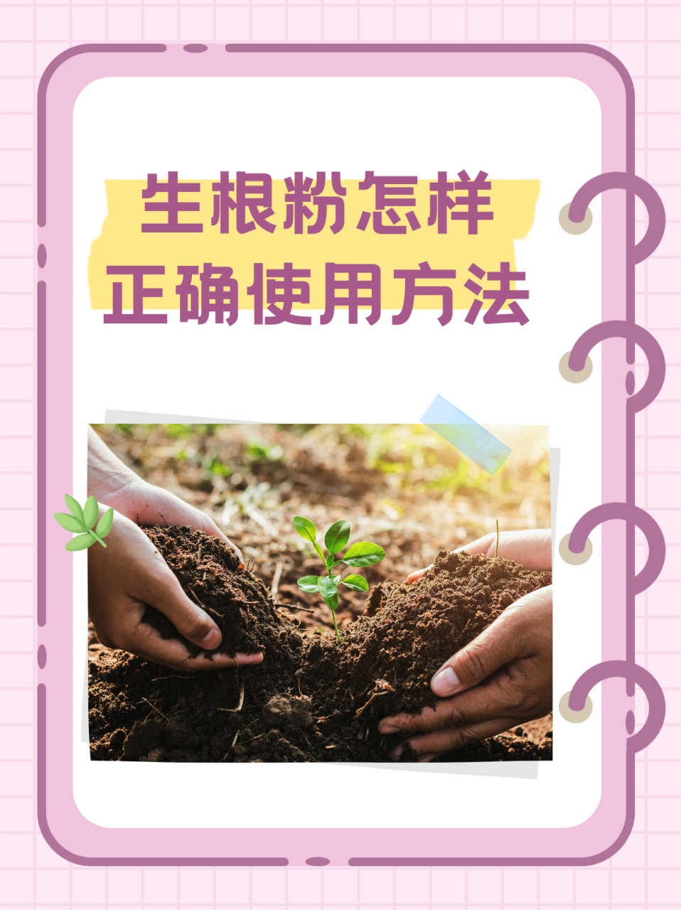 生根粉的5个正确用法: 1,浸泡法 生根粉的浸泡用法,就是把生根粉与