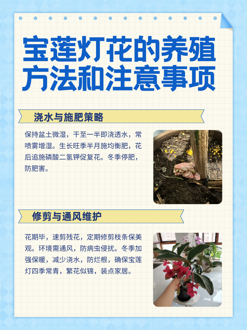 宝莲灯花叶斑病怎么治图片